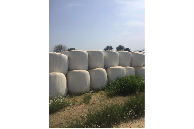 3-Mısır Silajı aylık 10.000 ton tedarik etme yeteneği 1. sınıf - 2. sınıf